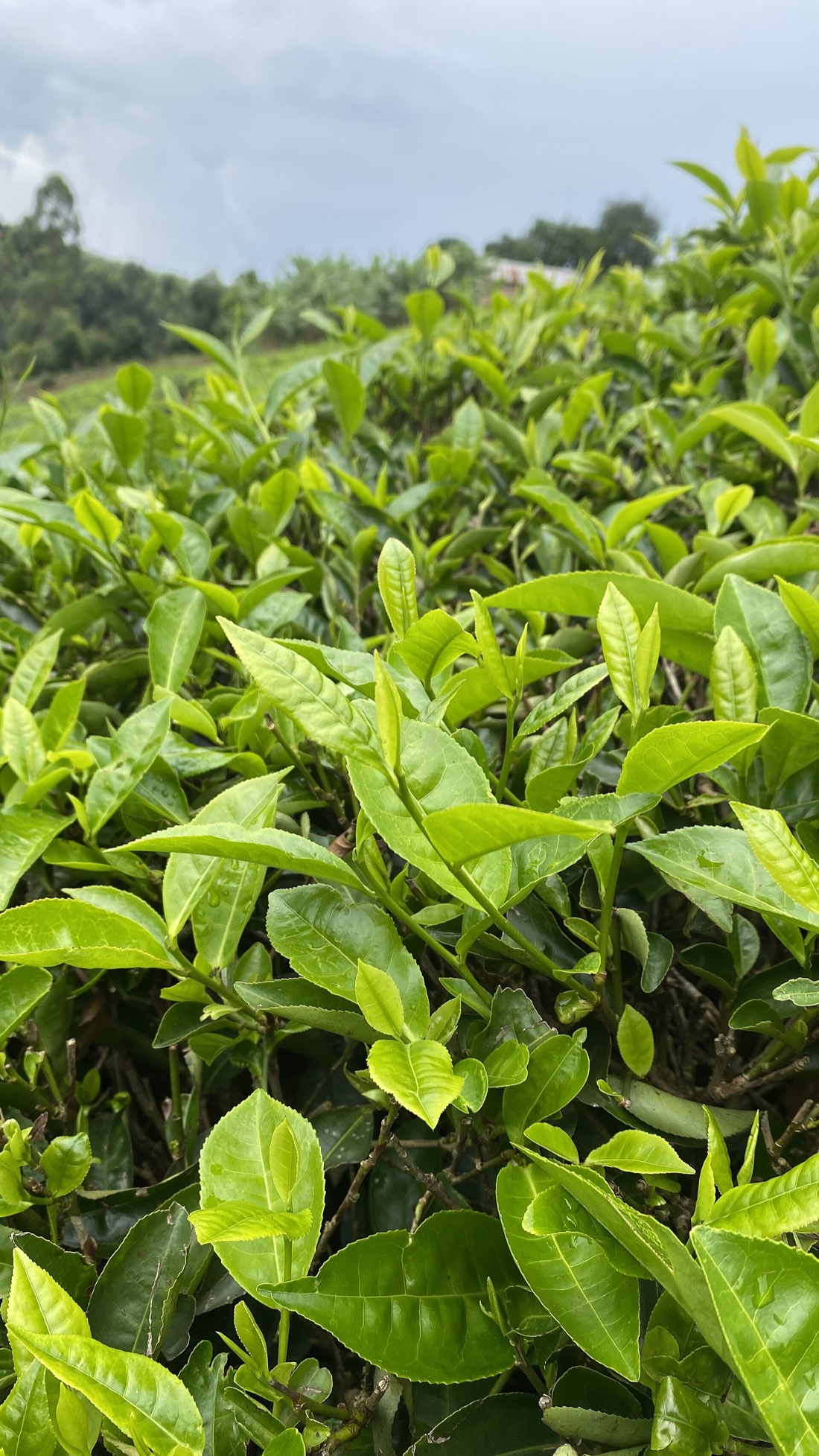 Fresh green tea leaves on the plant, the natural source of AURIX caffeine